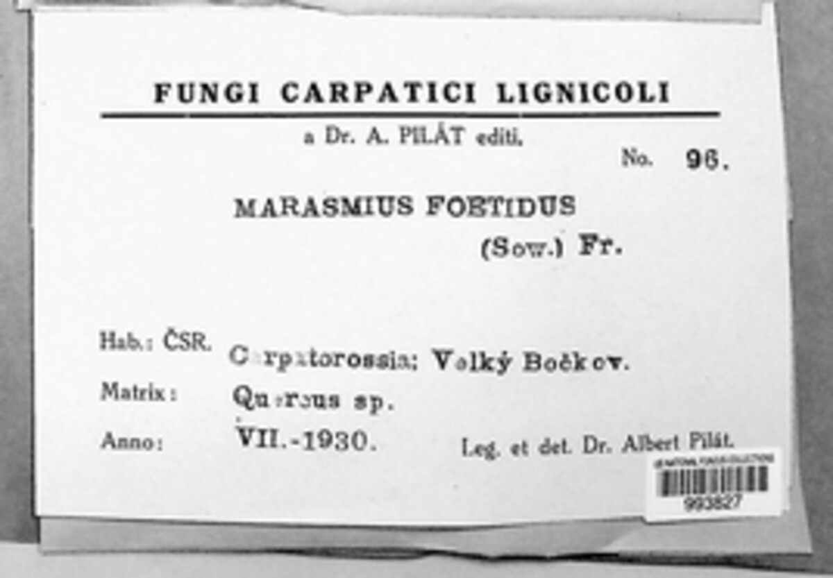 Gymnopus image